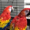 SCARLET MACAW PARROTS.