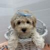 MINI POODLE PUPPY FEMALE FOR SALE