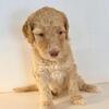 Gorgeous Standard F2b Goldendoodle puppies