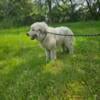 Female Great Pyrenees