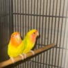 Pair of Lovebirds available