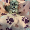 Teacup Morkie