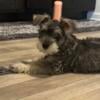 10 week old mini schnauzer girl salt and pepper