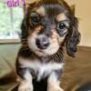 Beautiful Miniature Dachshund Puppies