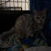 2 Silver Lynx Adult Bengals 