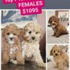 Beautiful F1B Cavapoo (Cavalier King Charles & Poodle) Puppies - READY NOW