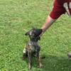 UKC Registered Dutch Shepherd