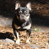 Batman of Hideaway bullies  open for stud
