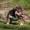 Chocolate Tri Bully Stud