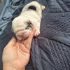 English Bulldog 
