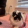 bunny needs a home