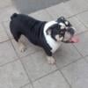 AKC Black Tri English Bulldog For Stud