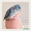 Parrotlet