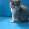 Playful CFA registered EXOTIC SHORTHAIR female kitten