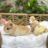 Playful baby Netherland Dwarf bunnies