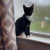 Female Cat 5 months old black/white