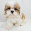 Shihtzu Puppies for sale New York, New Jersey