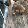  XL Bully Open For Stud