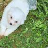 CKC Bichon Frise puppies !