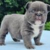 $2,590 Fluffy Blue Fair - beautiful French Bulldog puppy for sale.