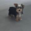 Yorkie x puppies for sale