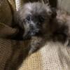 Tiny toy poodle mix available now