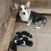 Pembroke Welsh Corgis Puppies