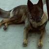 Female German Shepherd