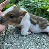 Miniature Teacup Baby Pigs  WE SHIP