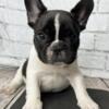 Jack-brindle pied male French Bulldog