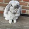 Lilac Magpie Holland Lop Doe