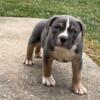 Tri-color American Bully ABKC $1200 obo