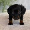 PUREBRED DACHSHUND PUPPIES FOR SALE