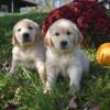 Quality Male And Female Golden Retriever Puppies