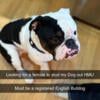 Breeding my Male English Bulldog, studing him out