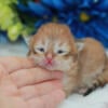 Golden British shorthair kittens