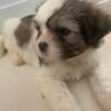 ShihTzu/Morkie Puppies