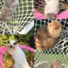 Adorable Cats and Kittens From Exotic Shorthair Cattery!