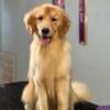 Adult Female Golden Retriever