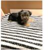 One Adorable Little Boy Yorkie Puppy-Campbellsville ,Ky