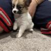 Autumn Papillon Pomeranian Mix Puppy