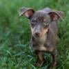 Miniature Pinscher puppy ready now!