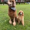 CKC Standard Poodle Puppy