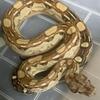 2021 Hypo Aztec Boa het Sharp Albino