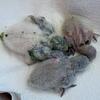 weaned and weady Green Quakers