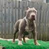 XL AMERICAN BULLY PUPPIES