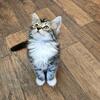 Siberian Kittens for Rehoming