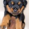 German Rottweilers for sale