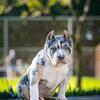 AMERICAN BULLY Pocket Stud