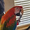 Flame Macaw